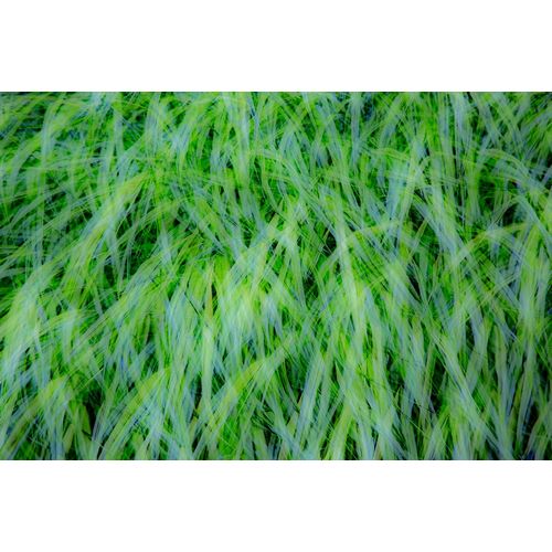 Gulin, Sylvia 아티스트의 USA-Washington State-Pacific Northwest Sammamish with green grasses작품입니다.